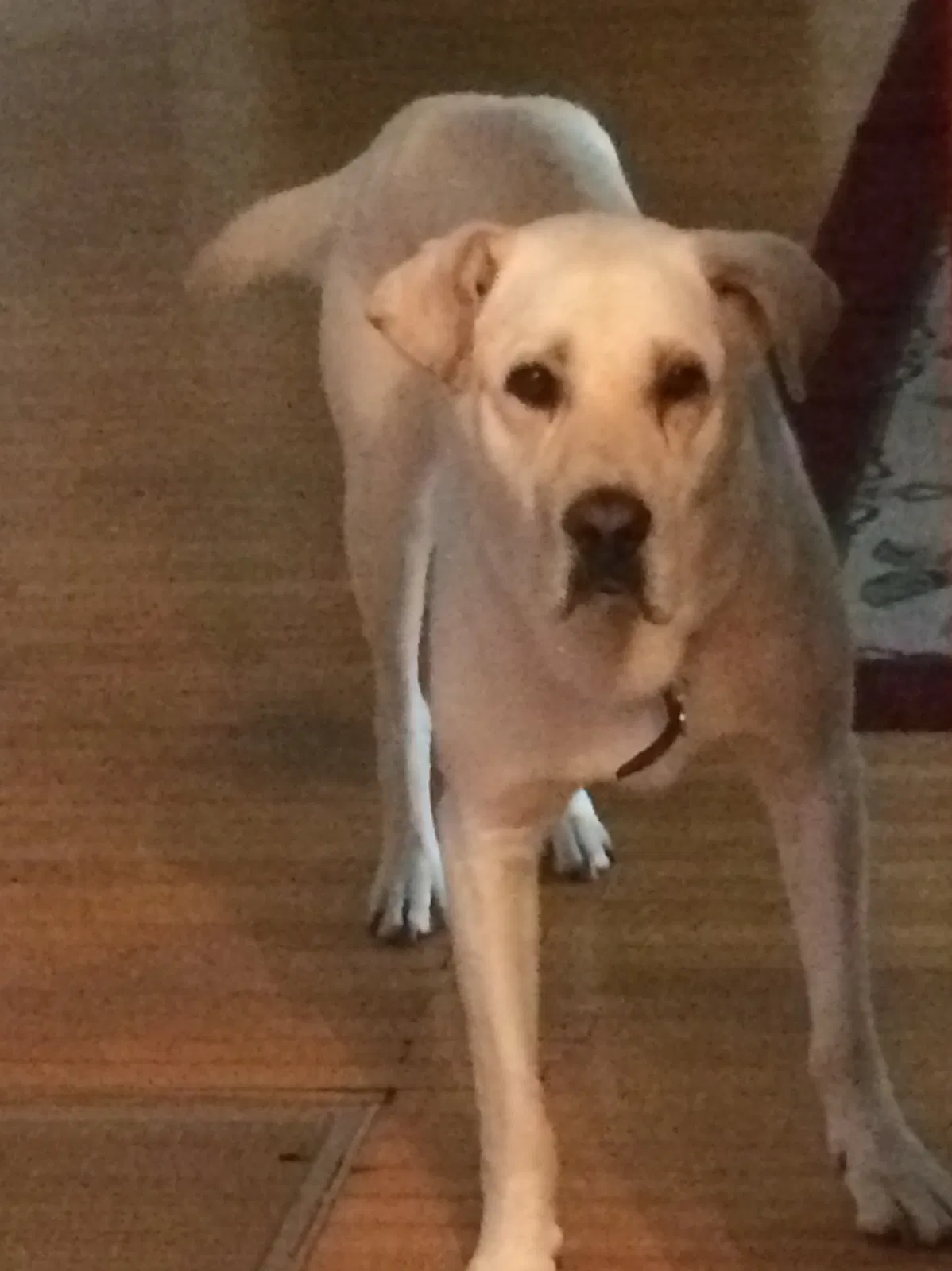 Found dog in Ada, MN, 56510