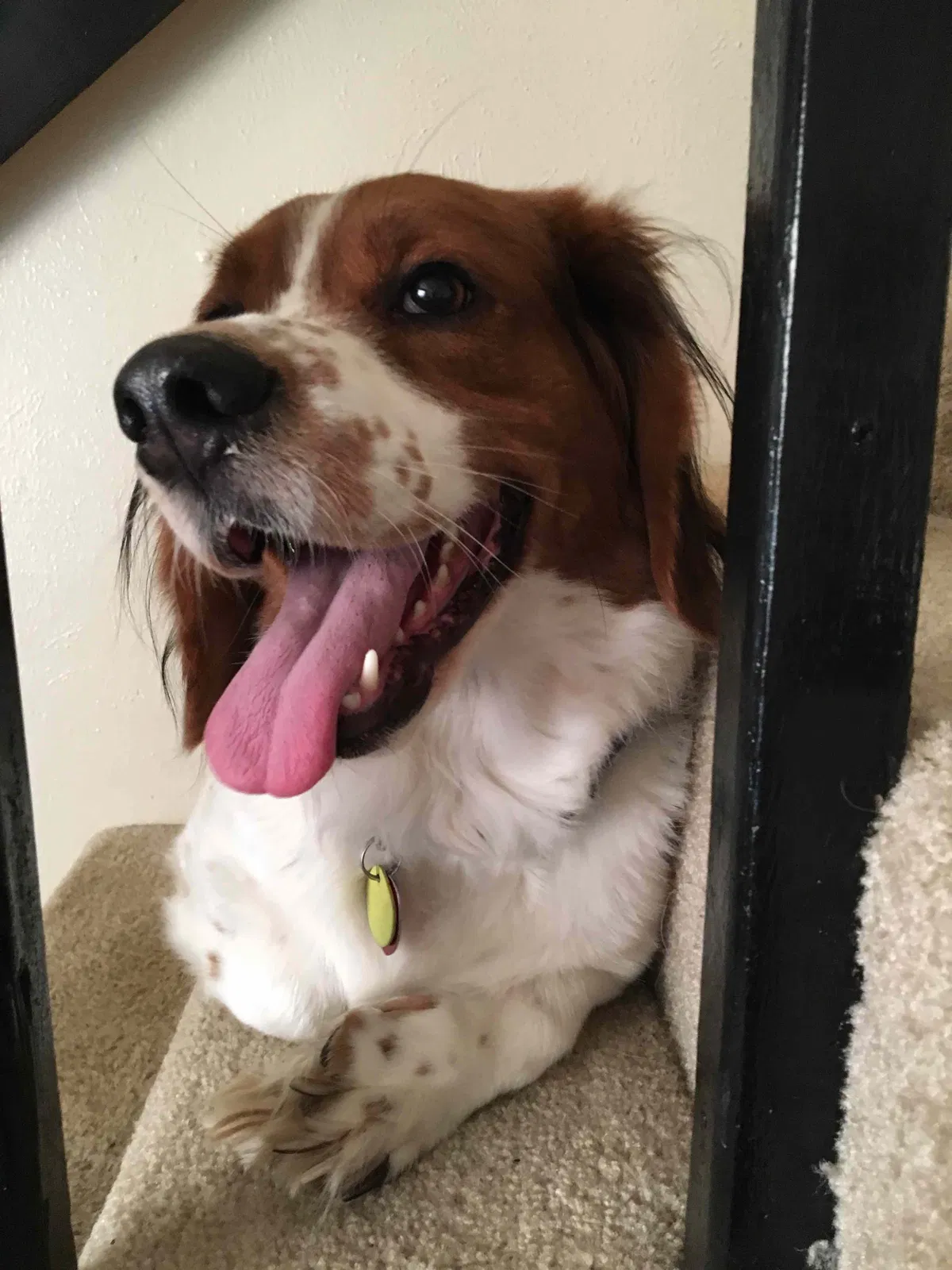 Found dog in Denton, TX, 76201