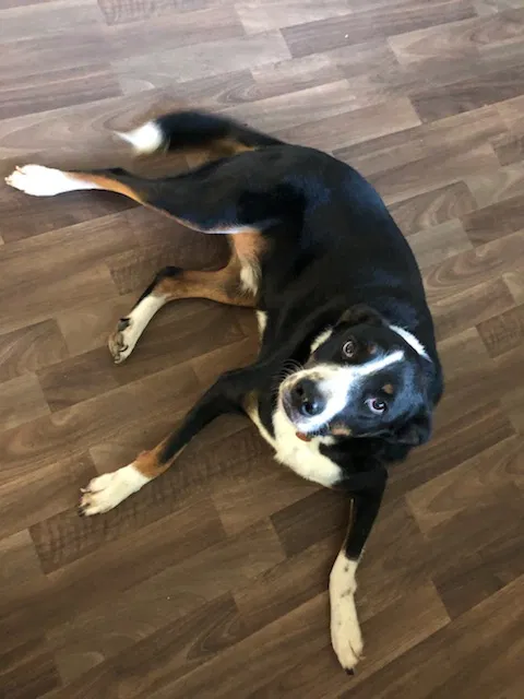 Found dog in Dora, AL, 35062