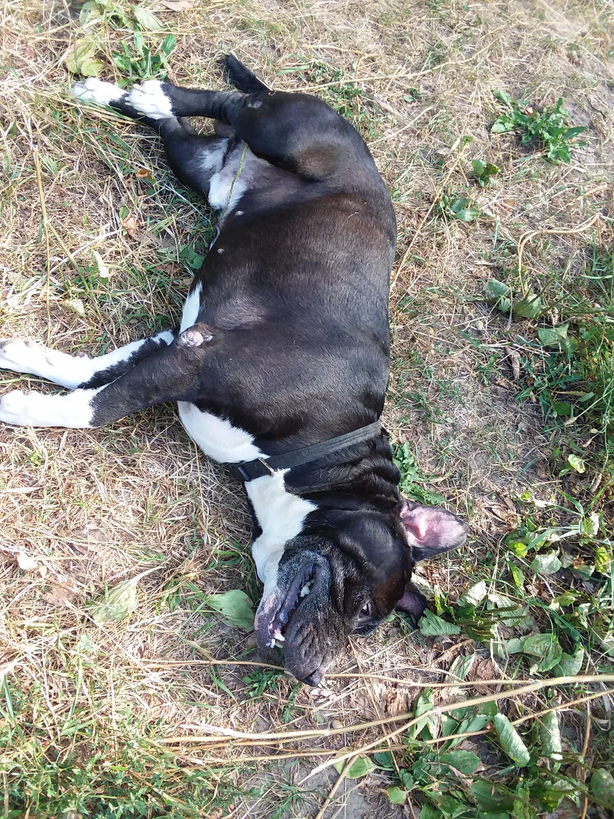 Found dog in Flint, MI, 48506