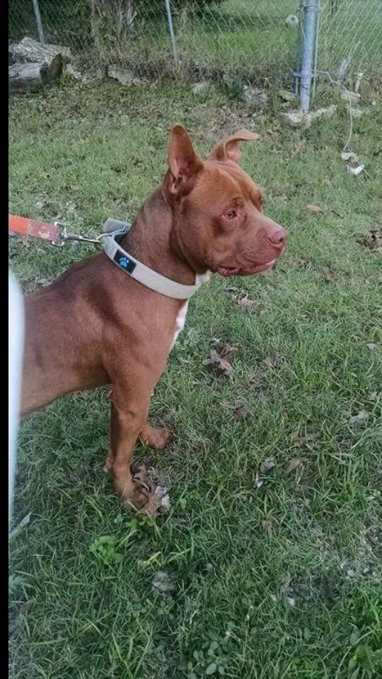 Found dog in Waxahachie, TX, 75165