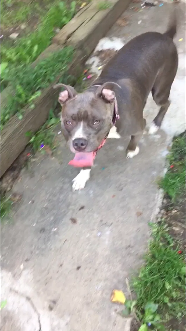 Found dog in Braddock, PA, 15104