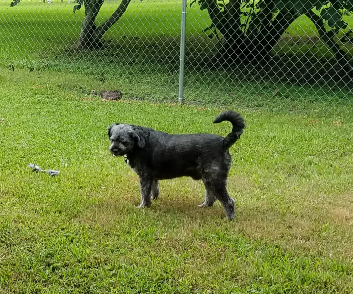 Found dog in Baytown, TX, 77521