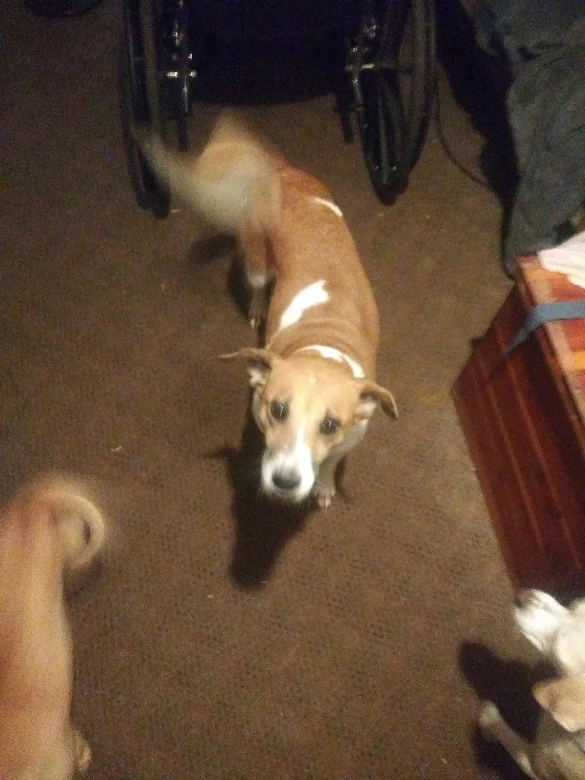 Found dog in Birmingham, AL, 35212