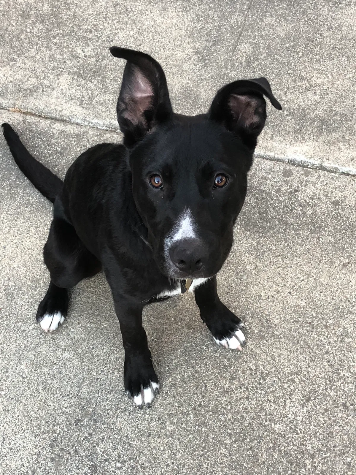 Found dog in Spartanburg, SC, 29306