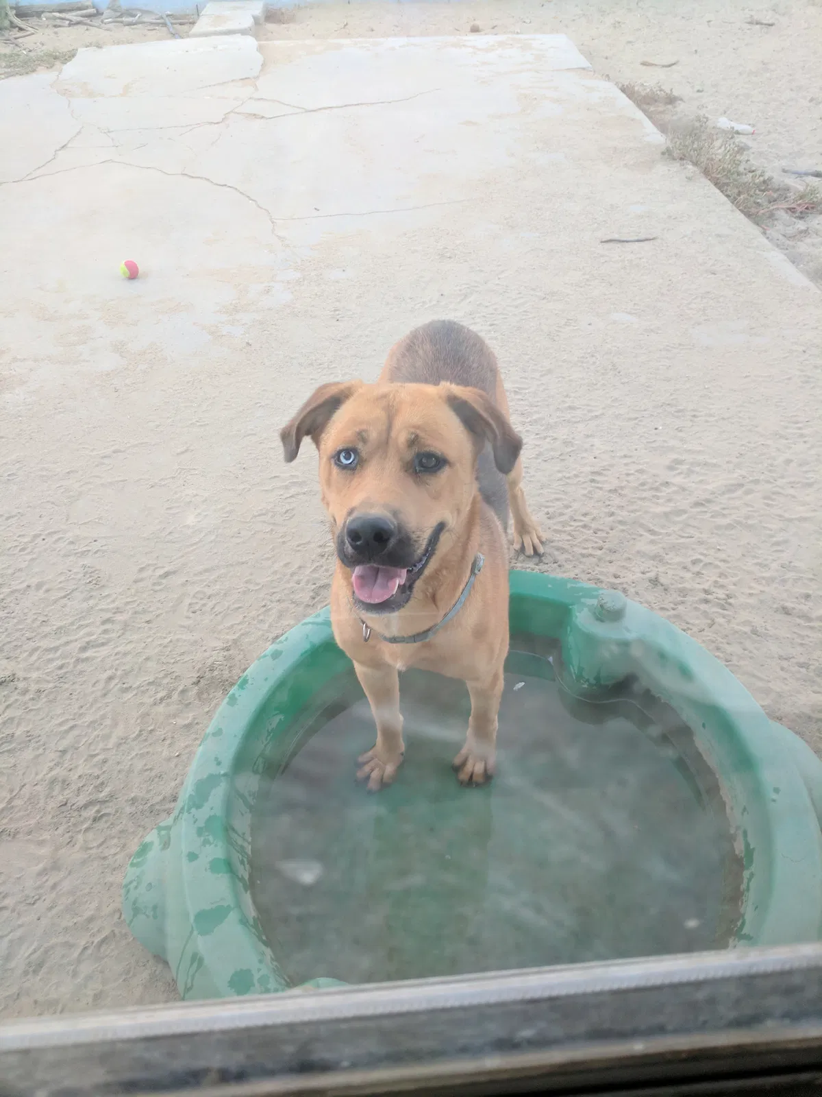 Found dog in San Bernardino, CA, 92410