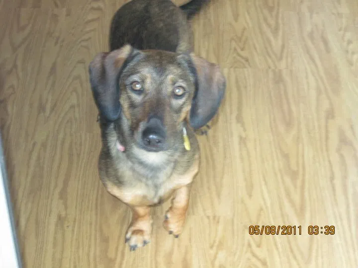 Found dog in Round Rock, TX, 78664