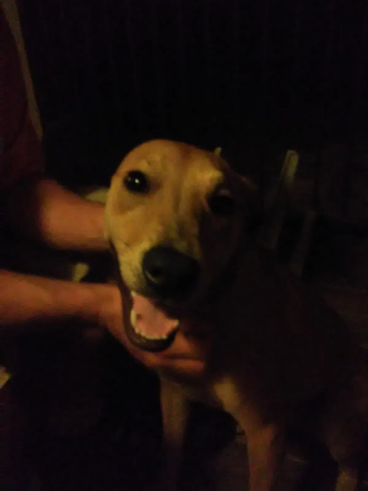 Found dog in Panama City, FL, 32405