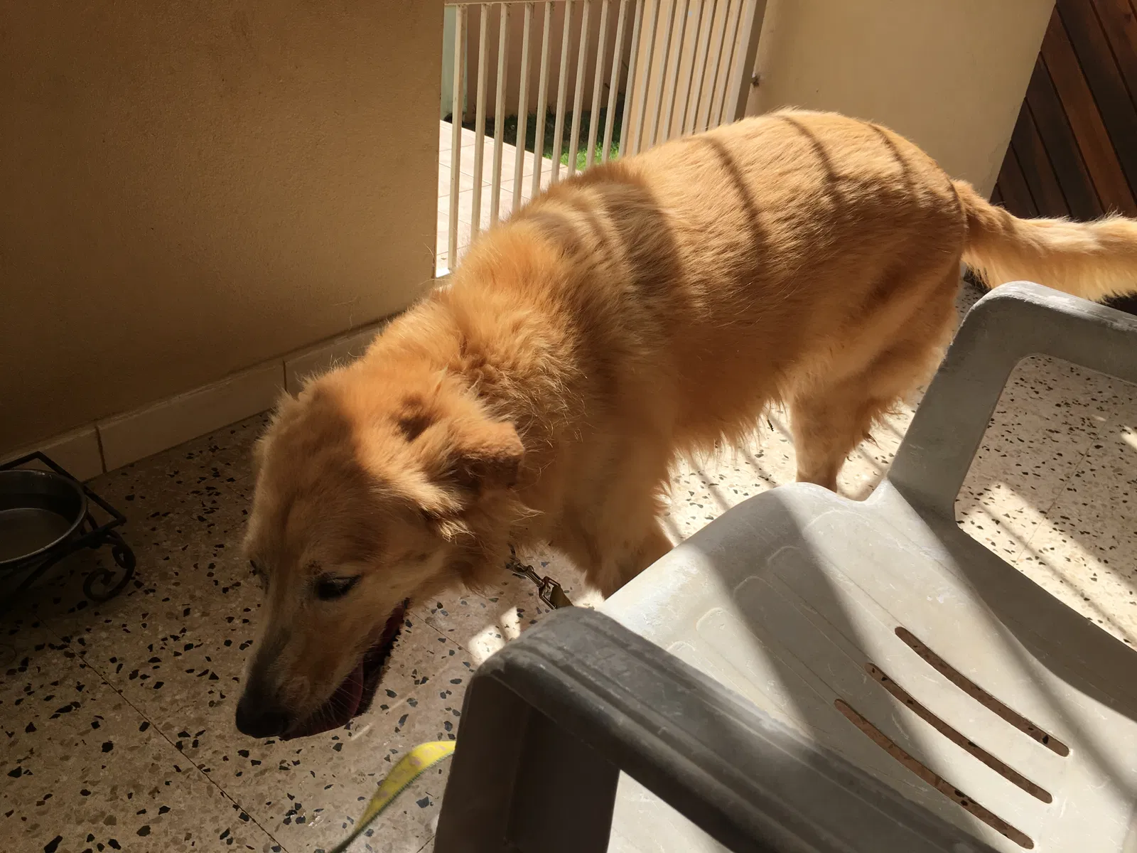 Found dog in Fajardo, PR, 738