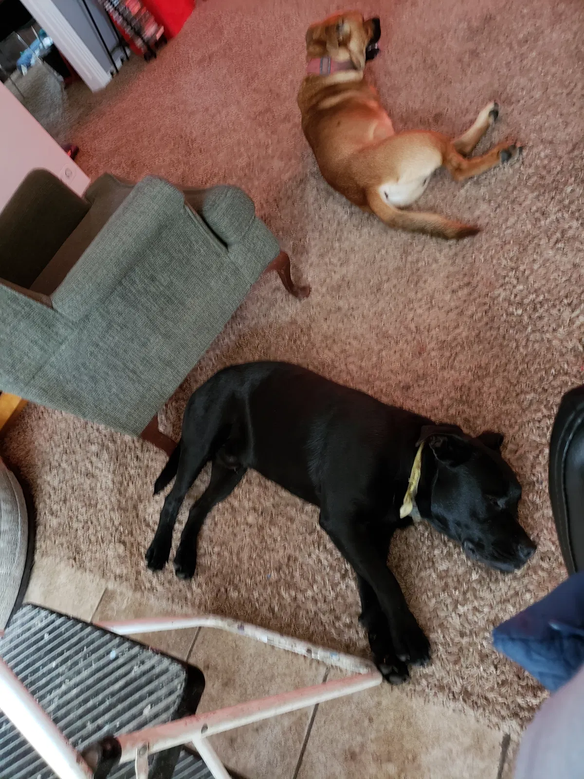 Found dog in Quinlan, TX, 75474