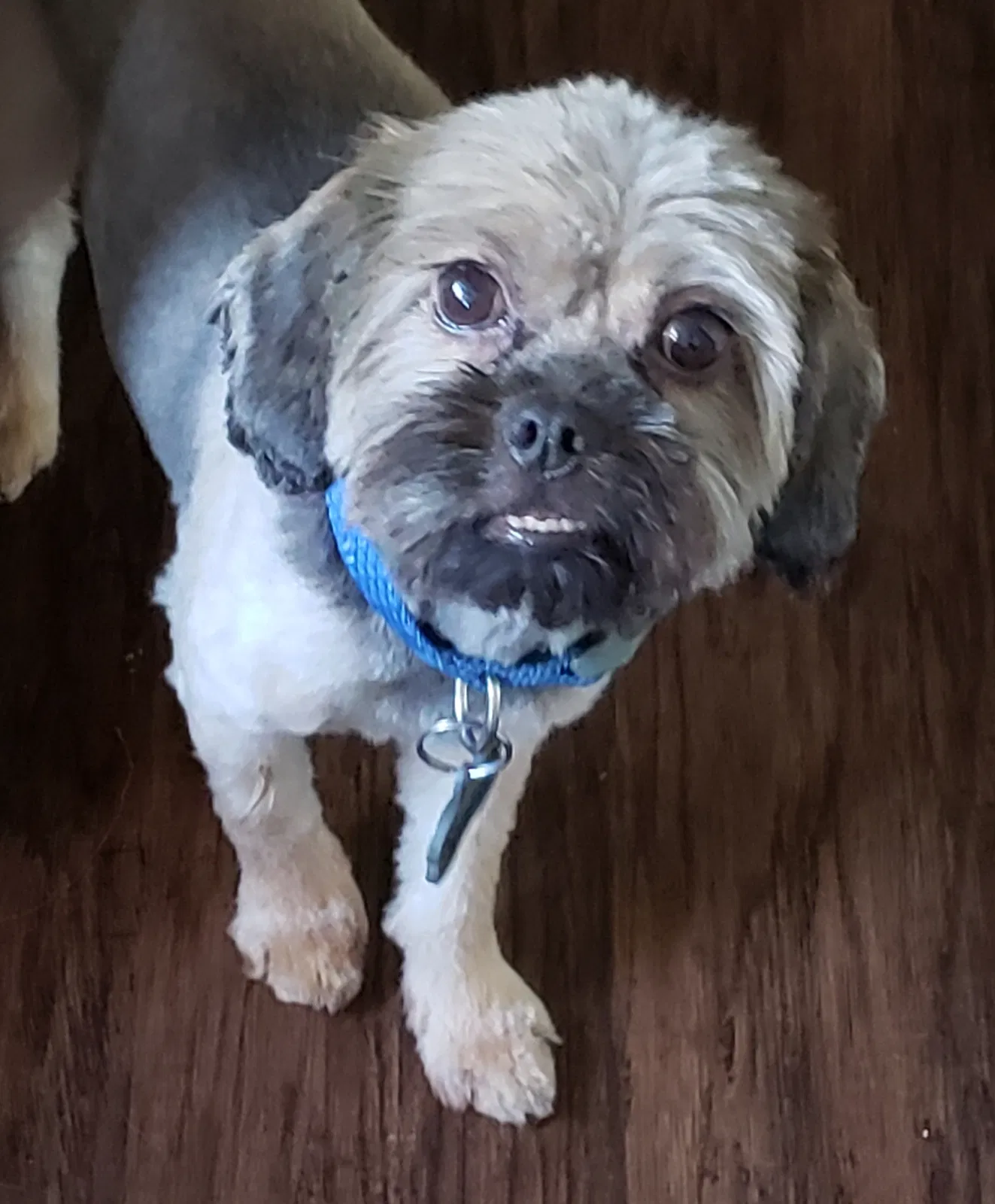Found dog in Flat Rock, MI, 48134
