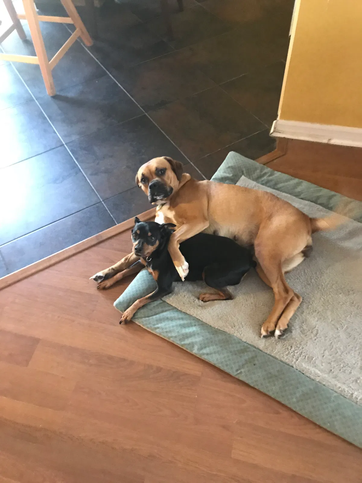 Found dog in Deltona, FL, 32738