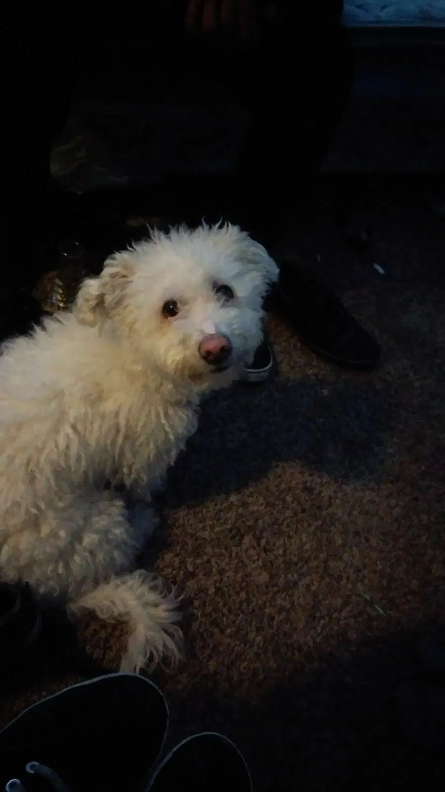 Found dog in Salt Lake City, UT, 84118