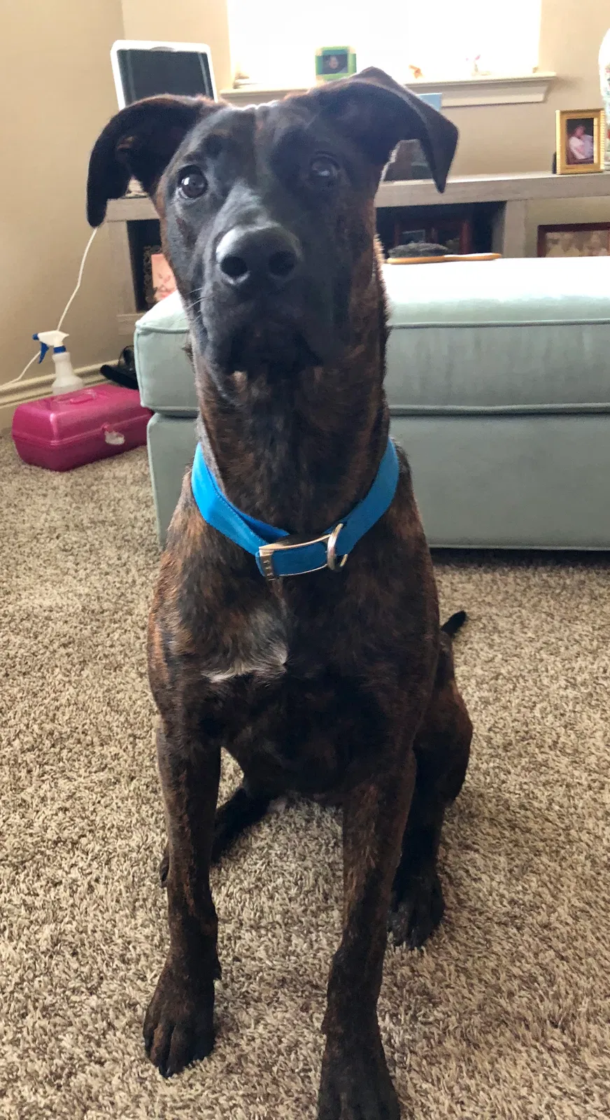 Found dog in League City, TX, 77573