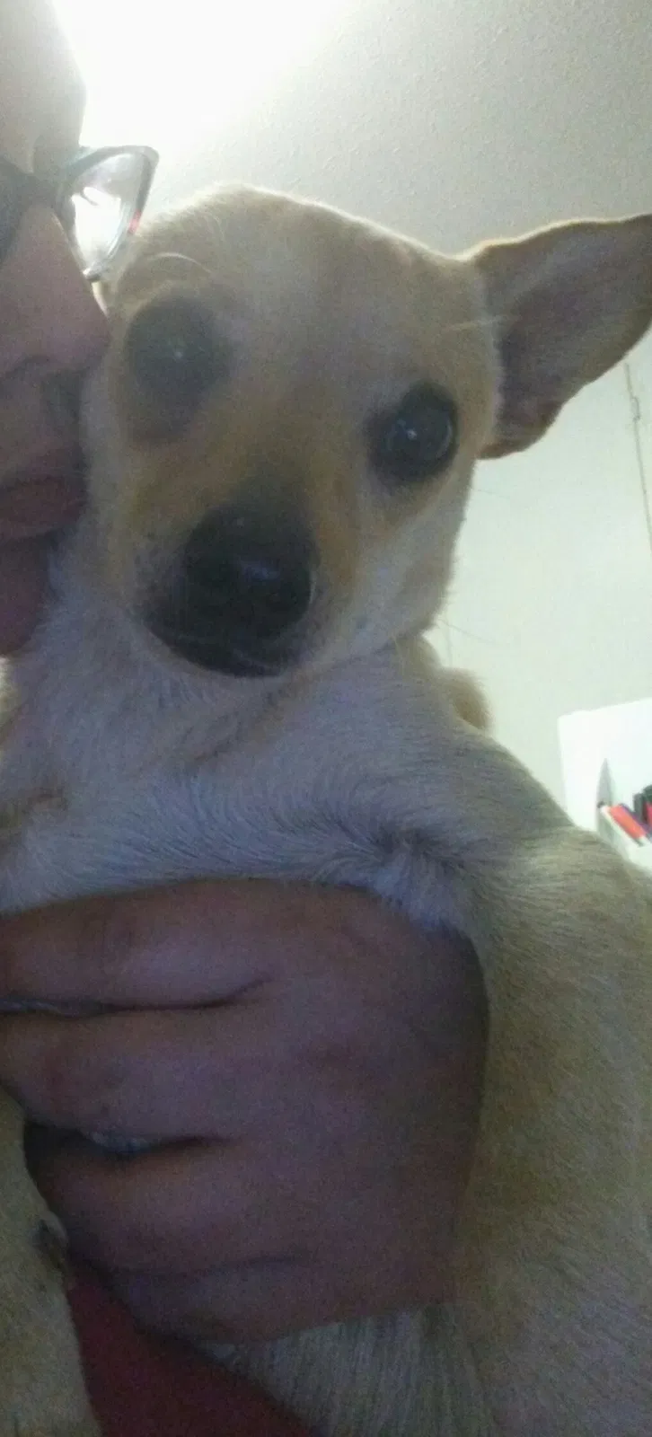 Found dog in Fort Worth, TX, 76112
