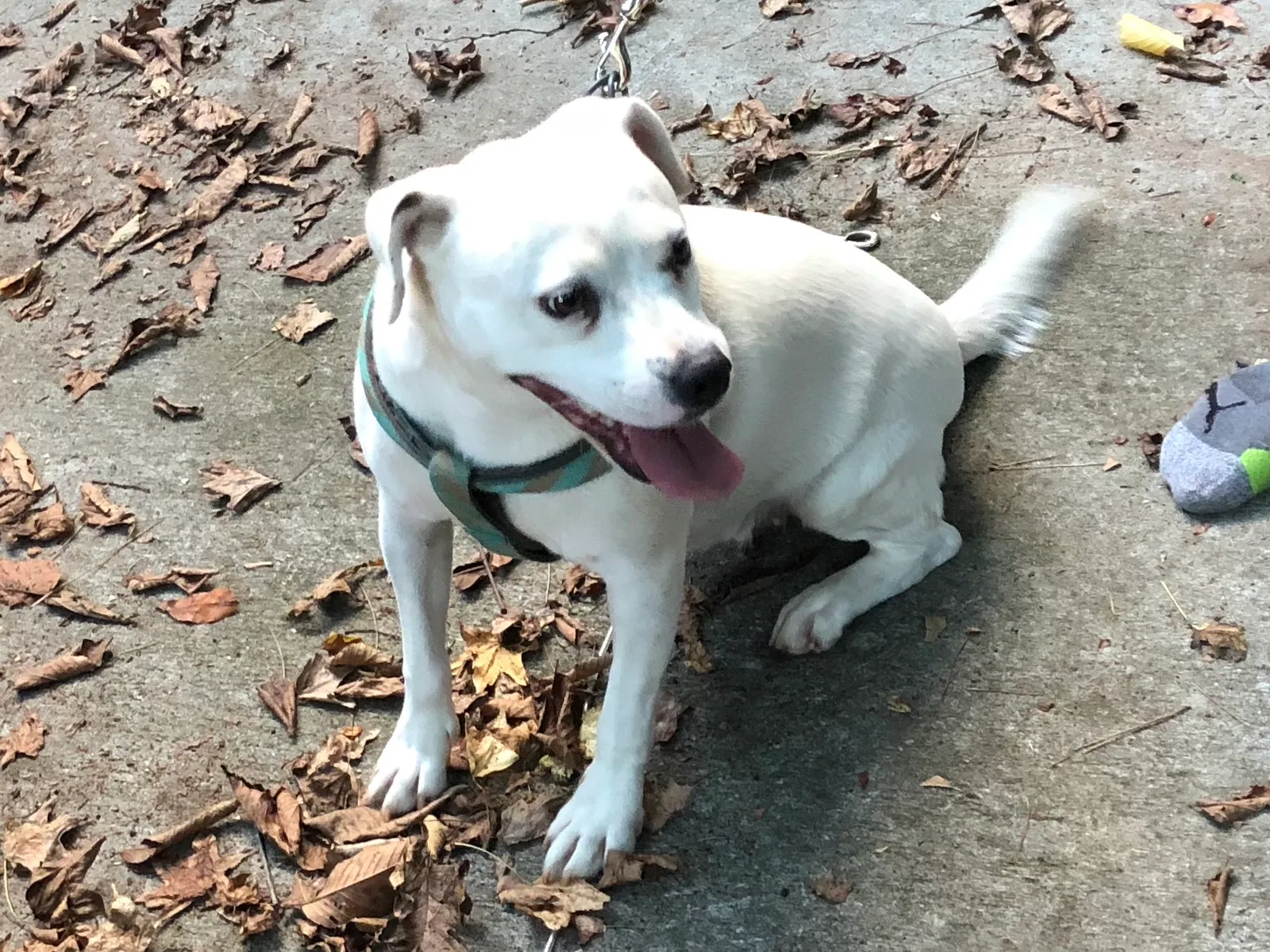 Found dog in Charlotte, NC, 28227