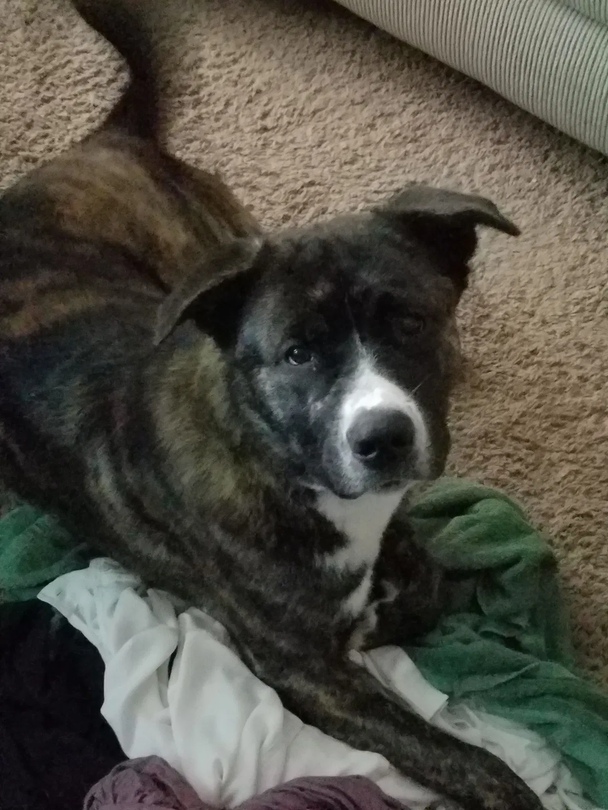 Found dog in Suitland, MD, 20746