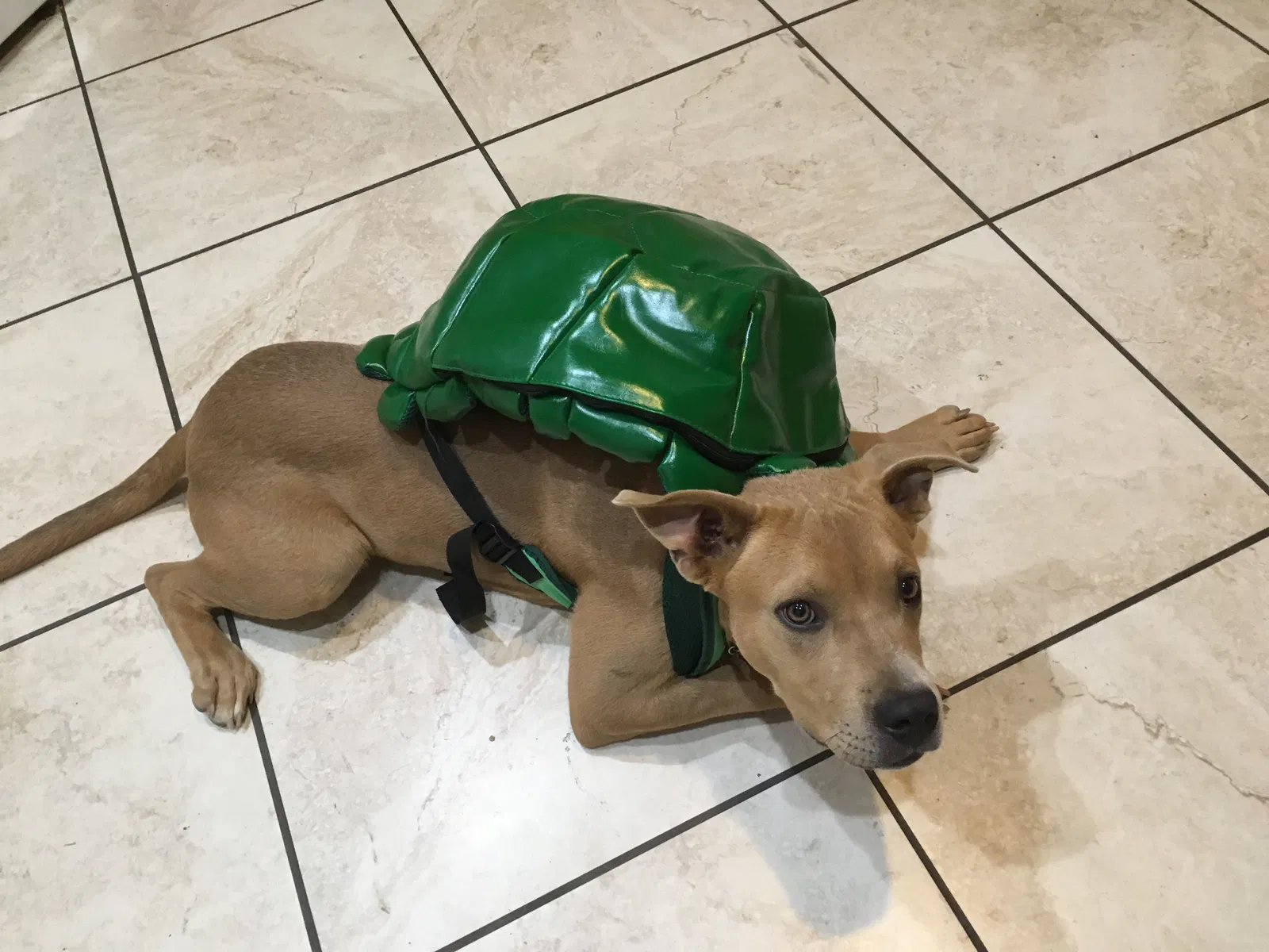 Found dog in Hemet, CA, 92544