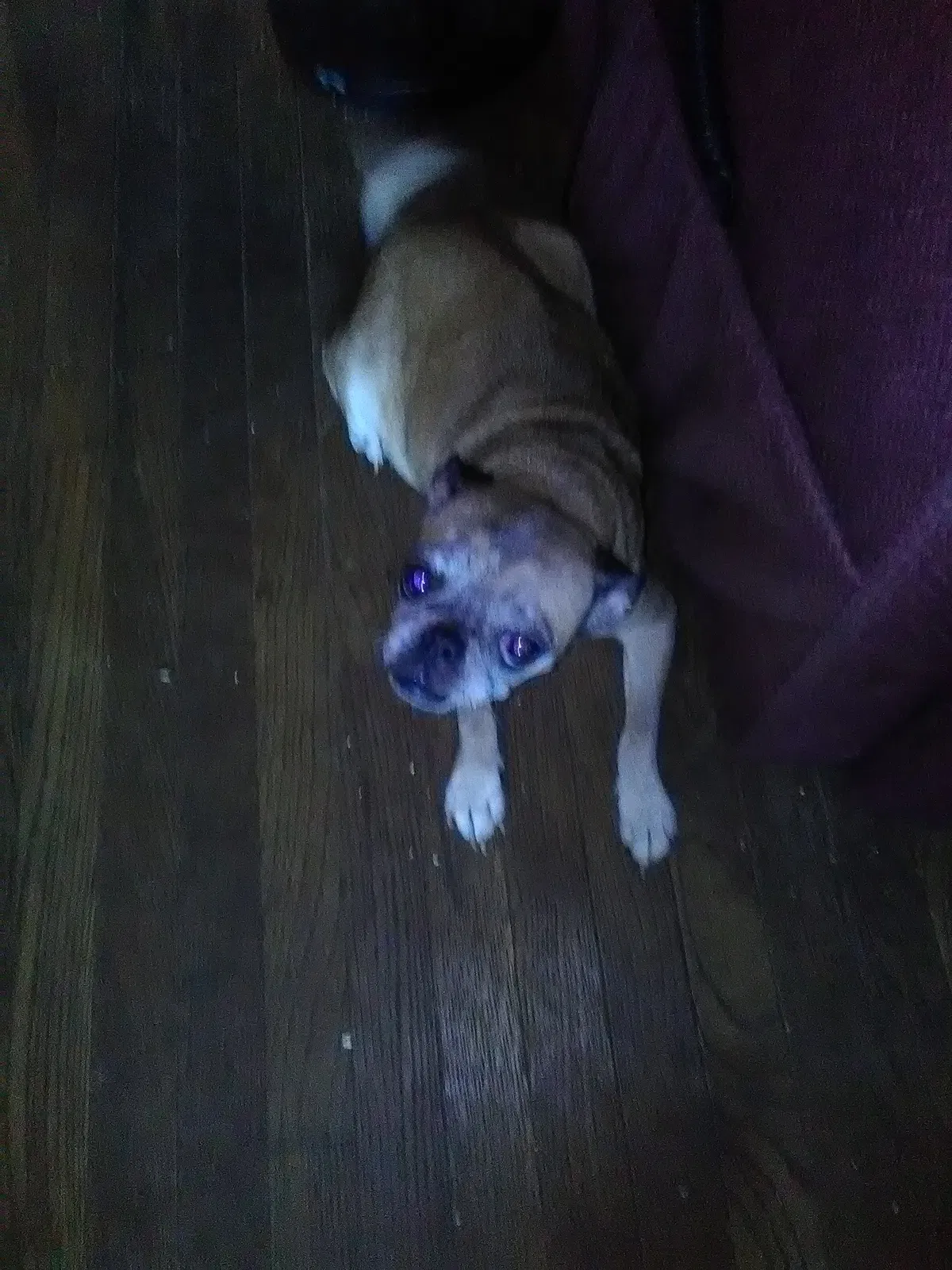 Found dog in Canton, OH, 44705
