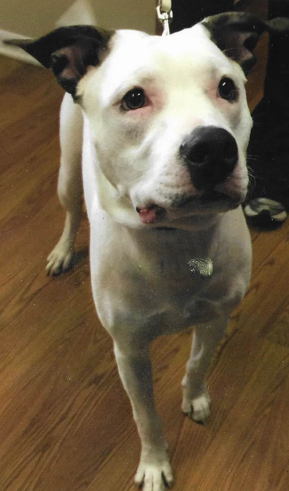 Found dog in Howell, MI, 48855