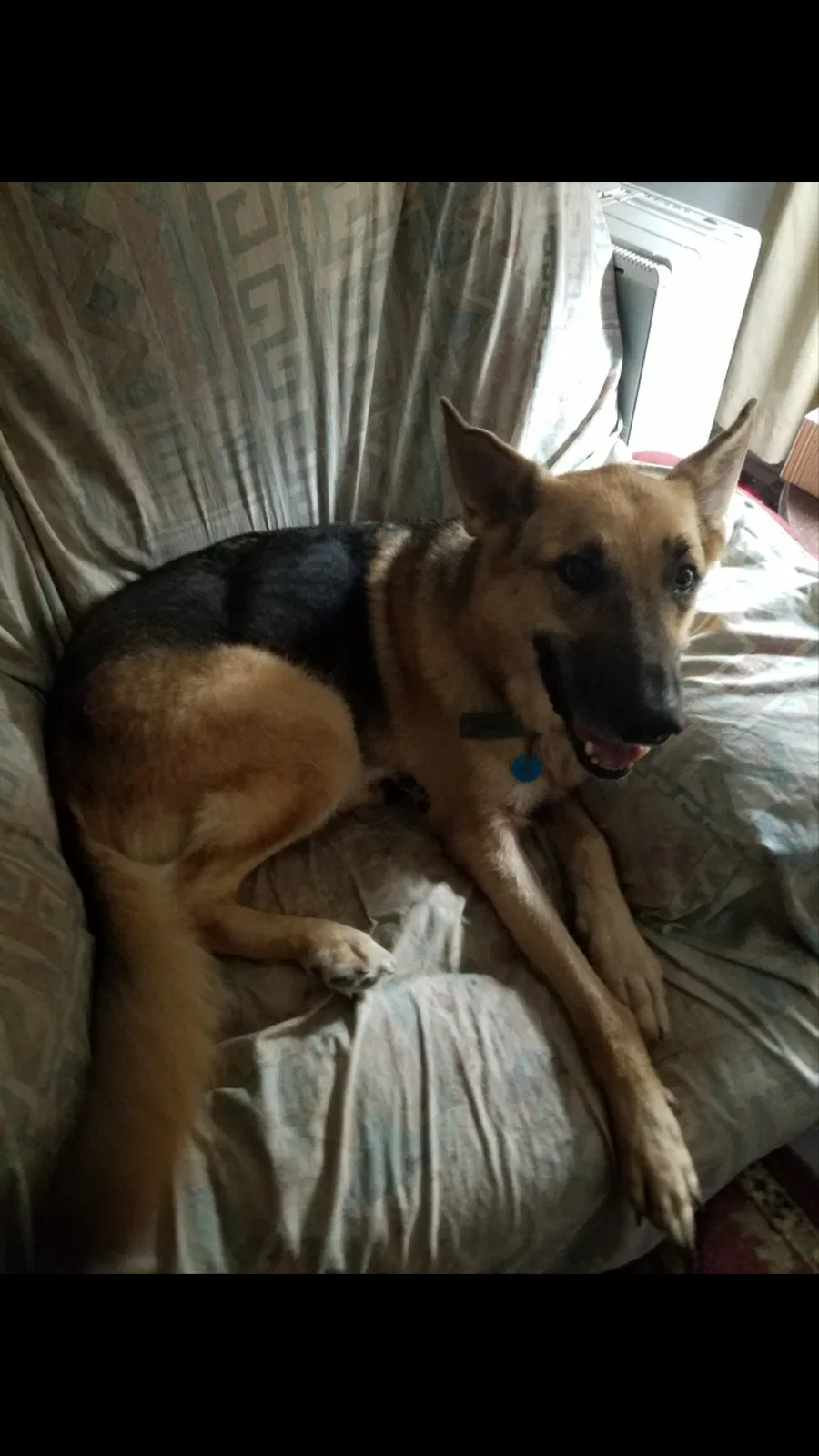 Found dog in Mobile, AL, 36619