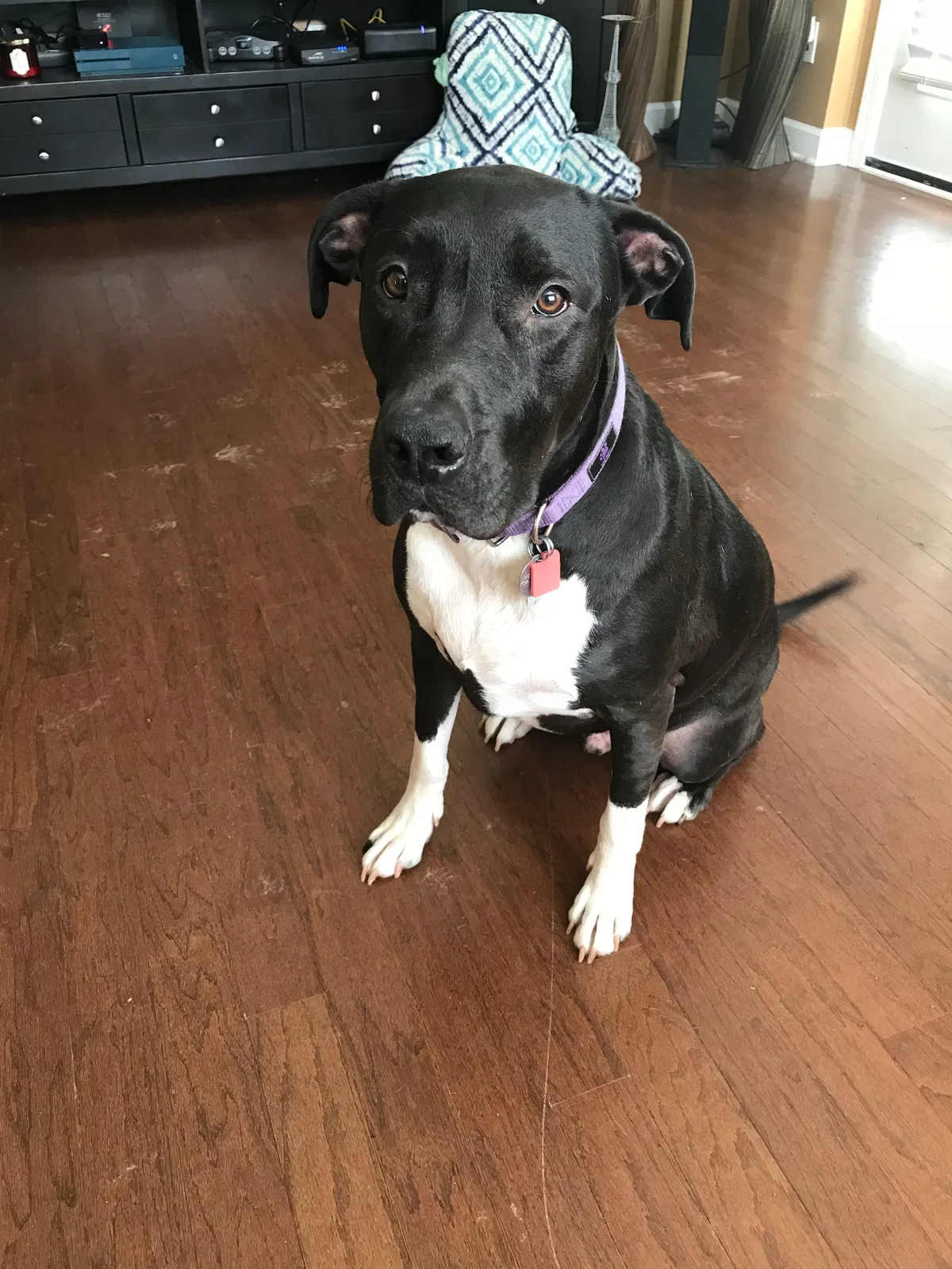 Found dog in Charlotte, NC, 28273