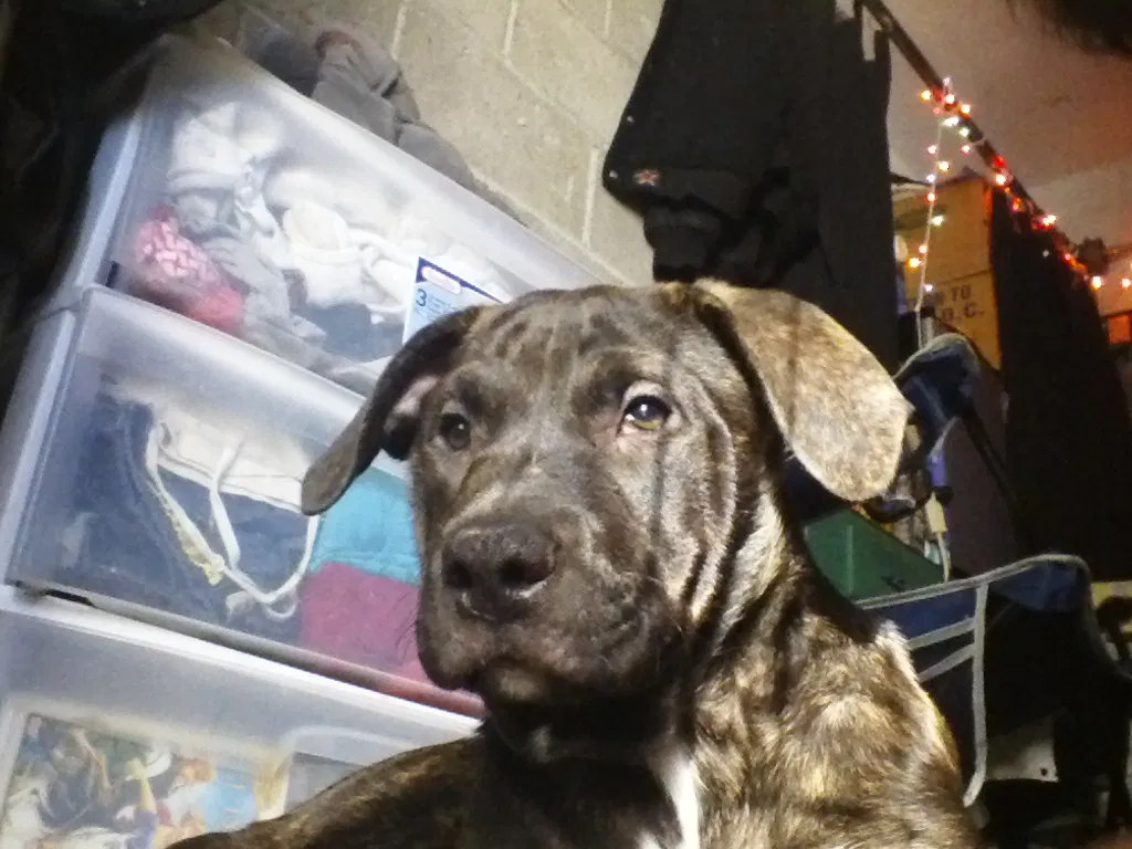Found dog in Fairfield, CA, 94533