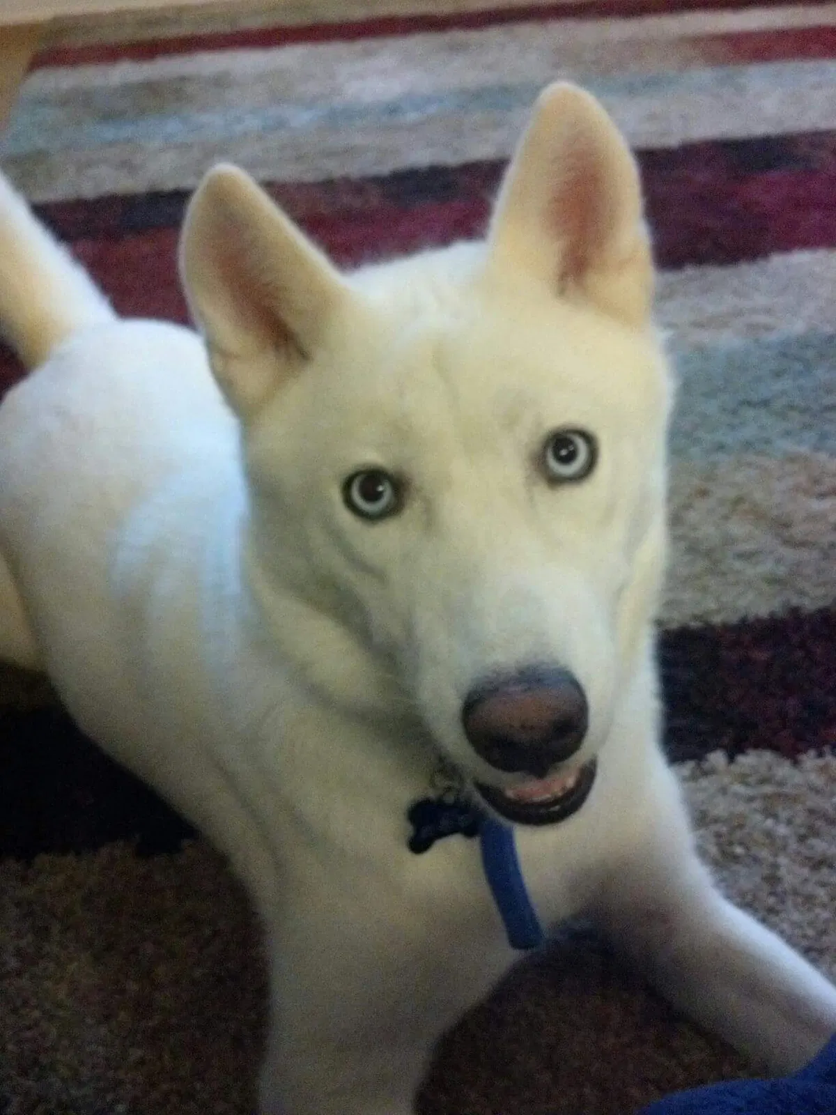Found dog in Augusta, GA, 30906