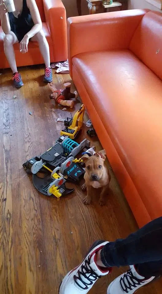 Found dog in Cincinnati, OH, 45227