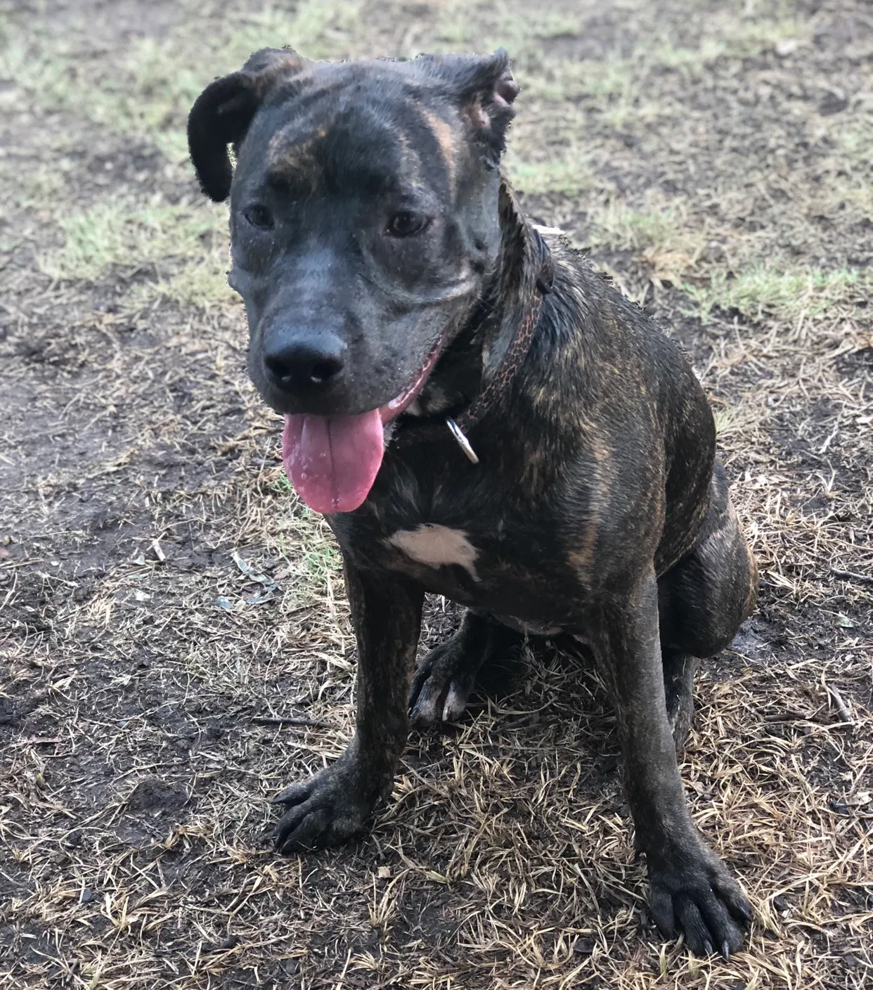 Found dog in Lewisville, TX, 75067