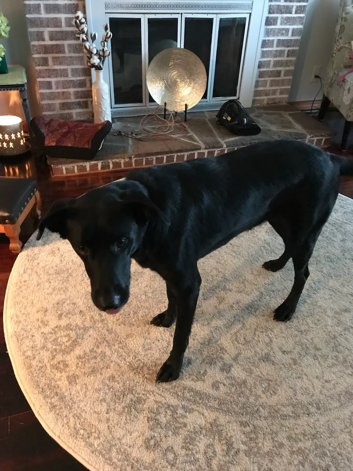 Found dog in Frostburg, MD, 21532