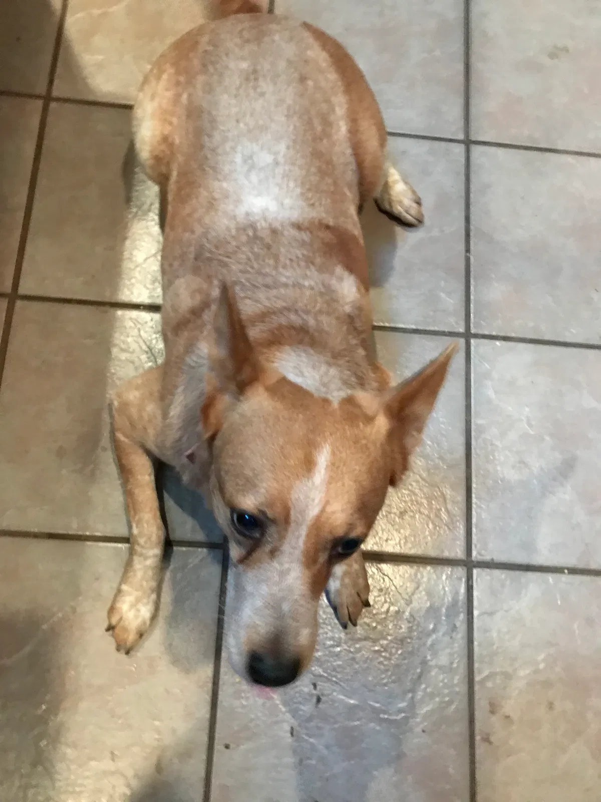 Found dog in Grand Prairie, TX, 75052