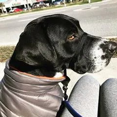 Found dog in Tallahassee, FL, 32303