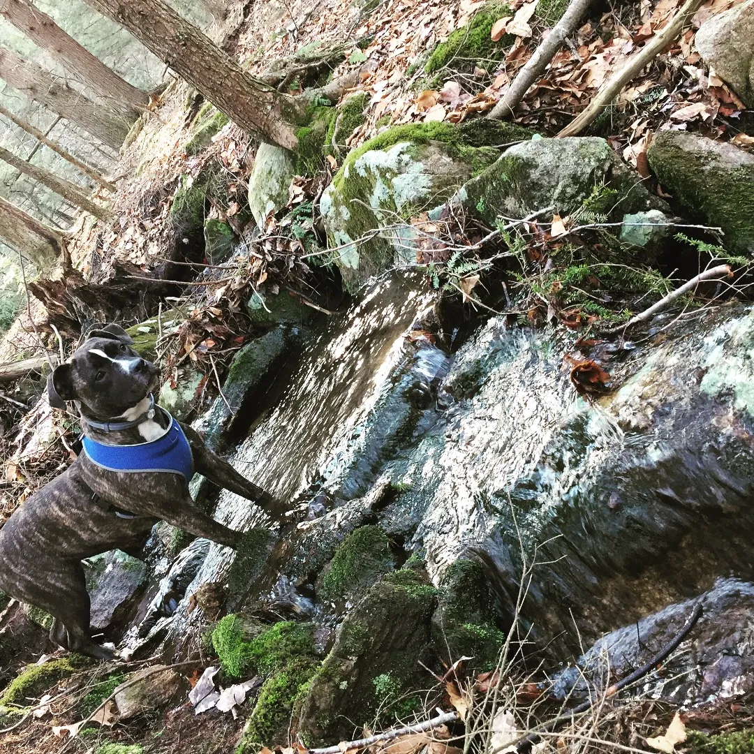 Found dog in Watertown, CT, 6795