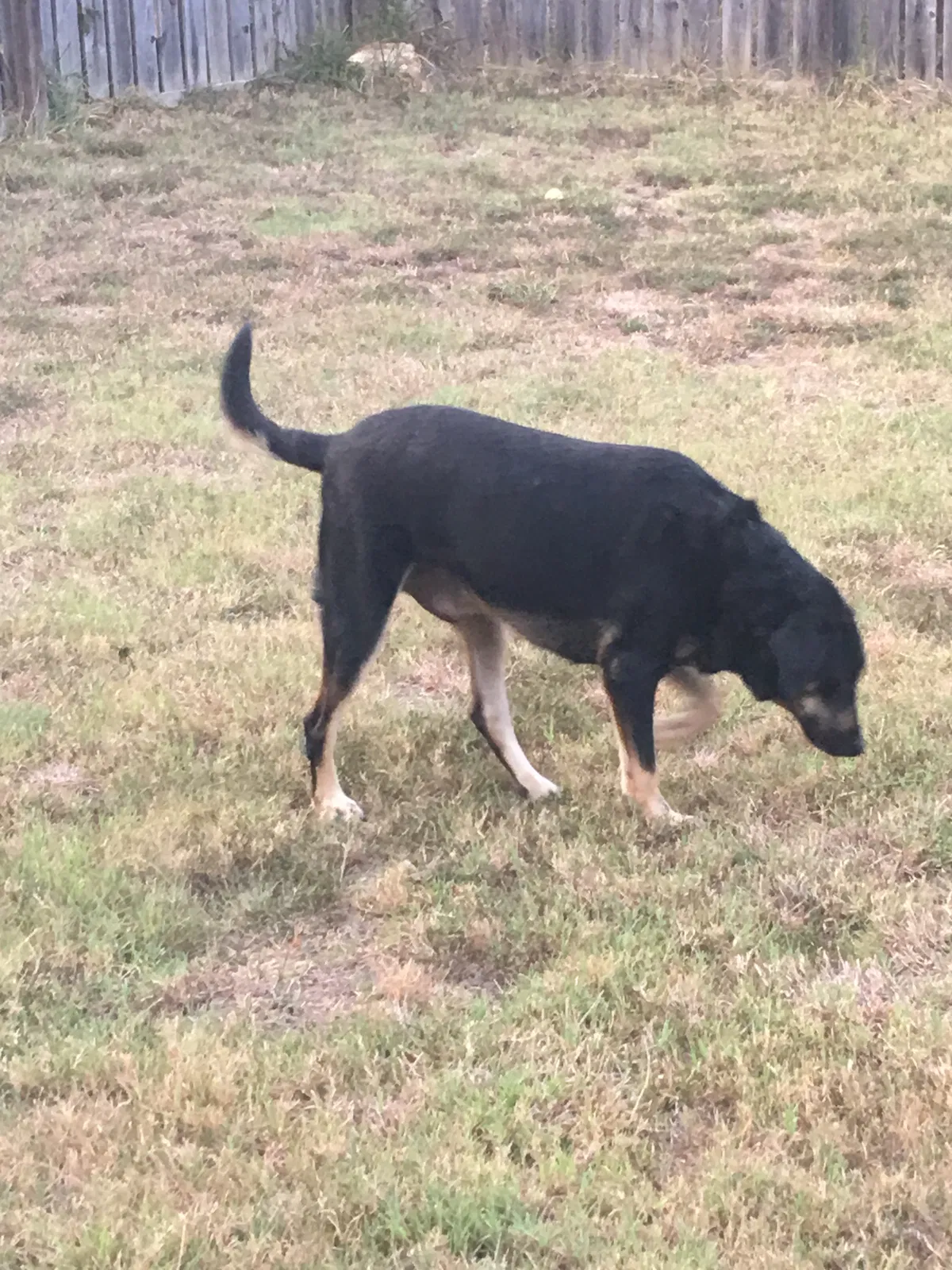 Found dog in Clover, SC, 29710