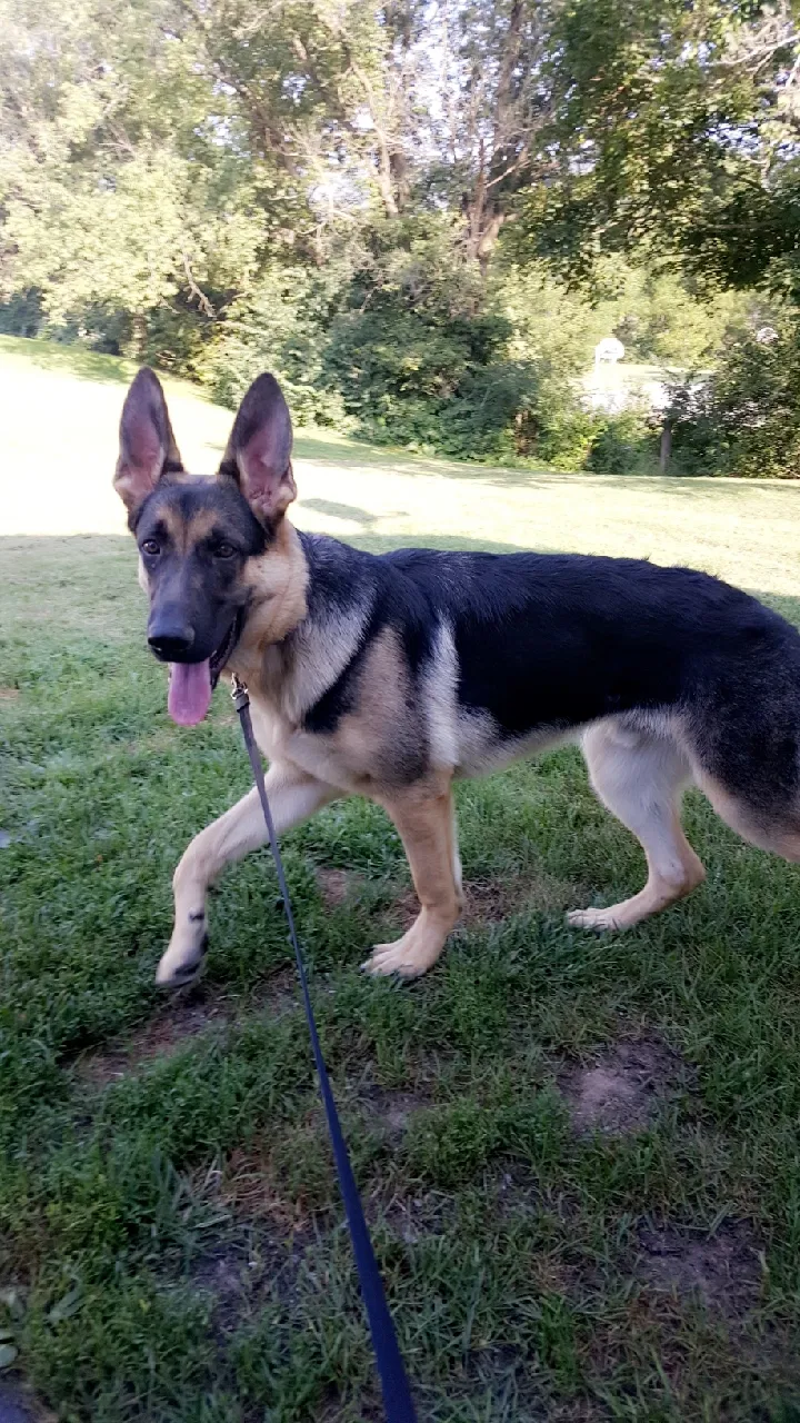Found dog in Bellefonte, PA, 16823