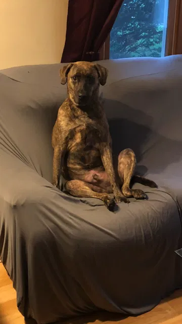 Found dog in Westlake, OH, 44145