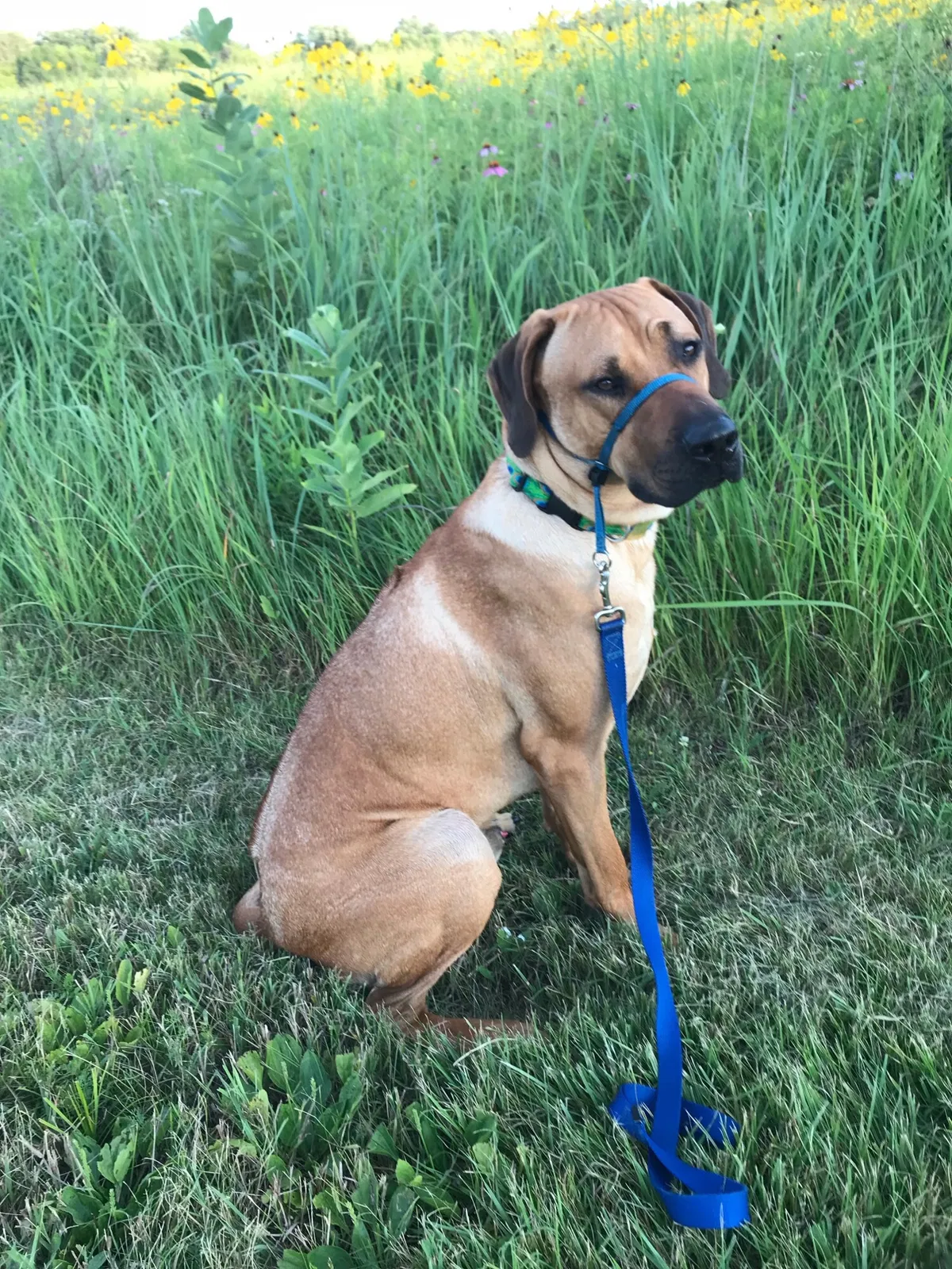 Found dog in Crystal Lake, IL, 60014