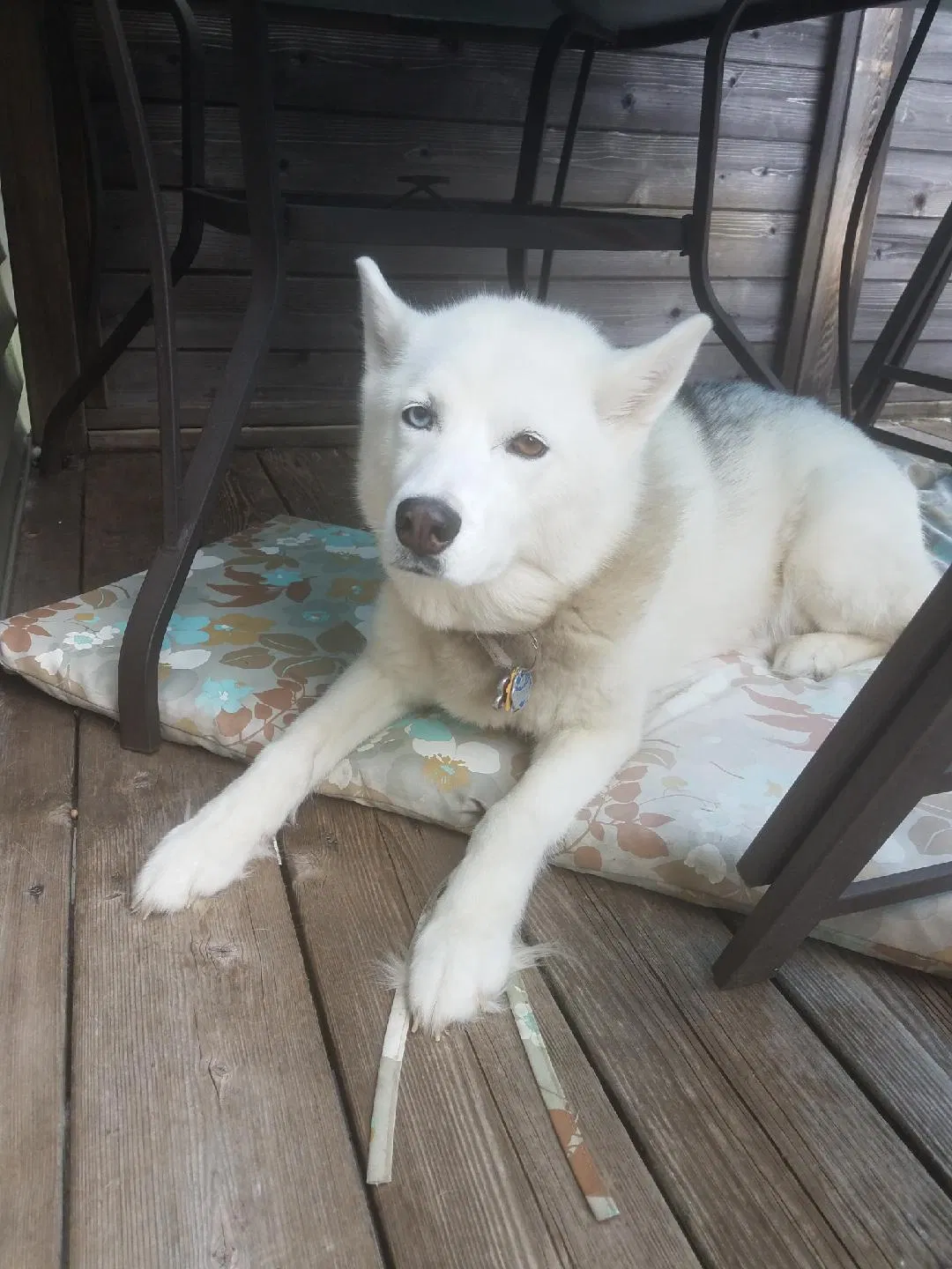Found dog in Wallkill, NY, 12589