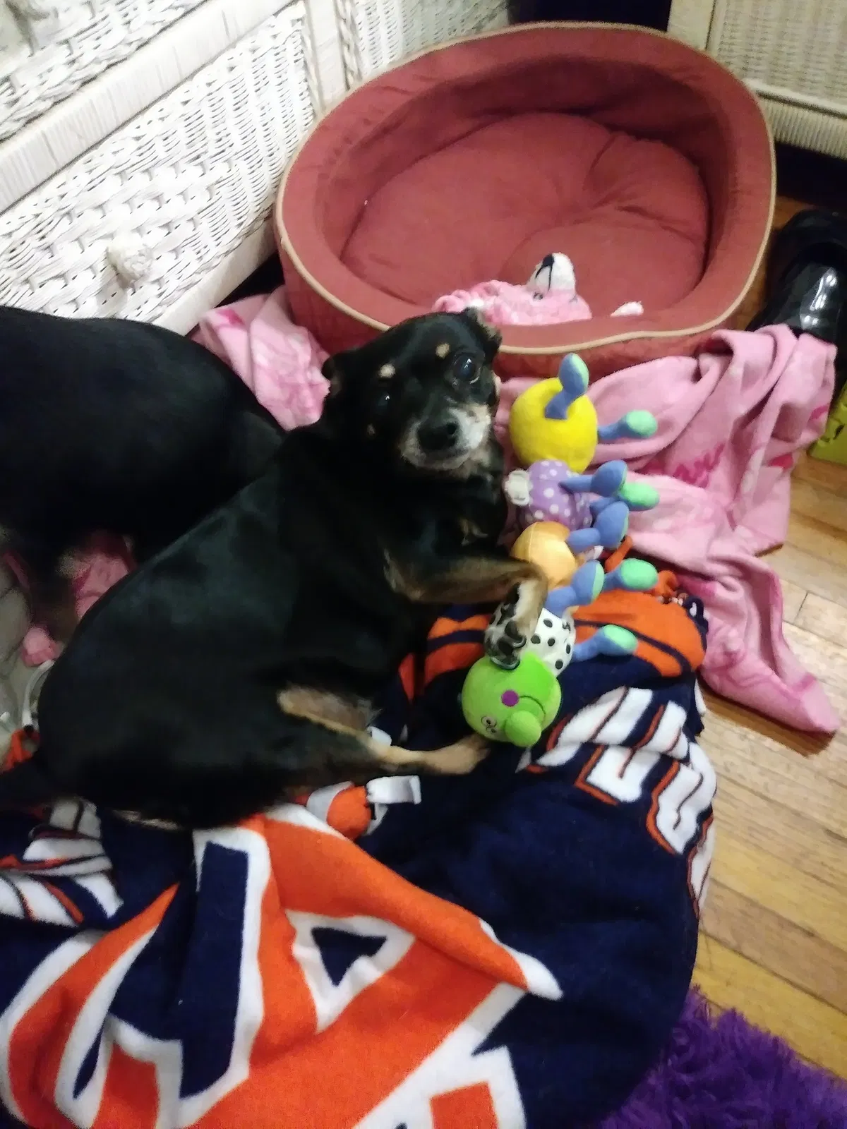 Found dog in Montgomery, AL, 36110