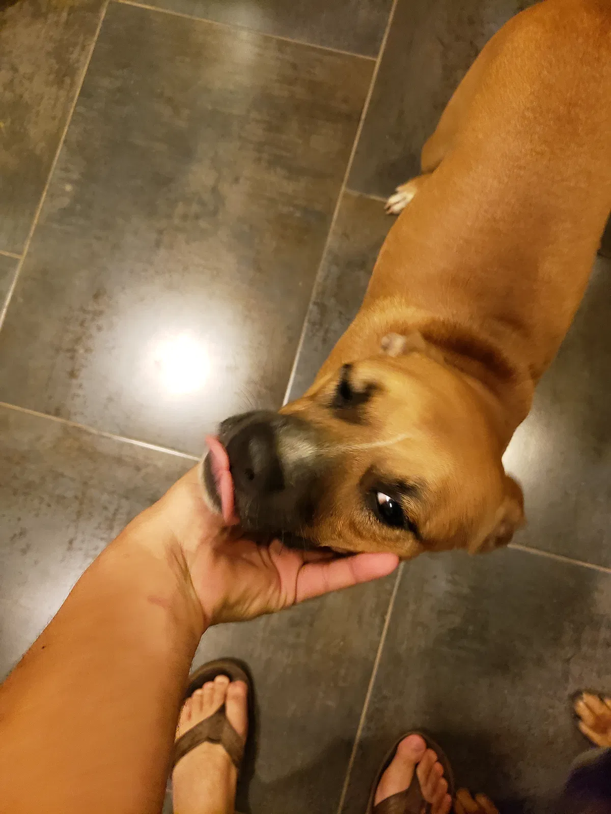 Found dog in Charlotte, NC, 28205