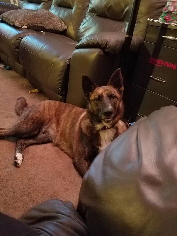 Found dog in Milwaukee, WI, 53214