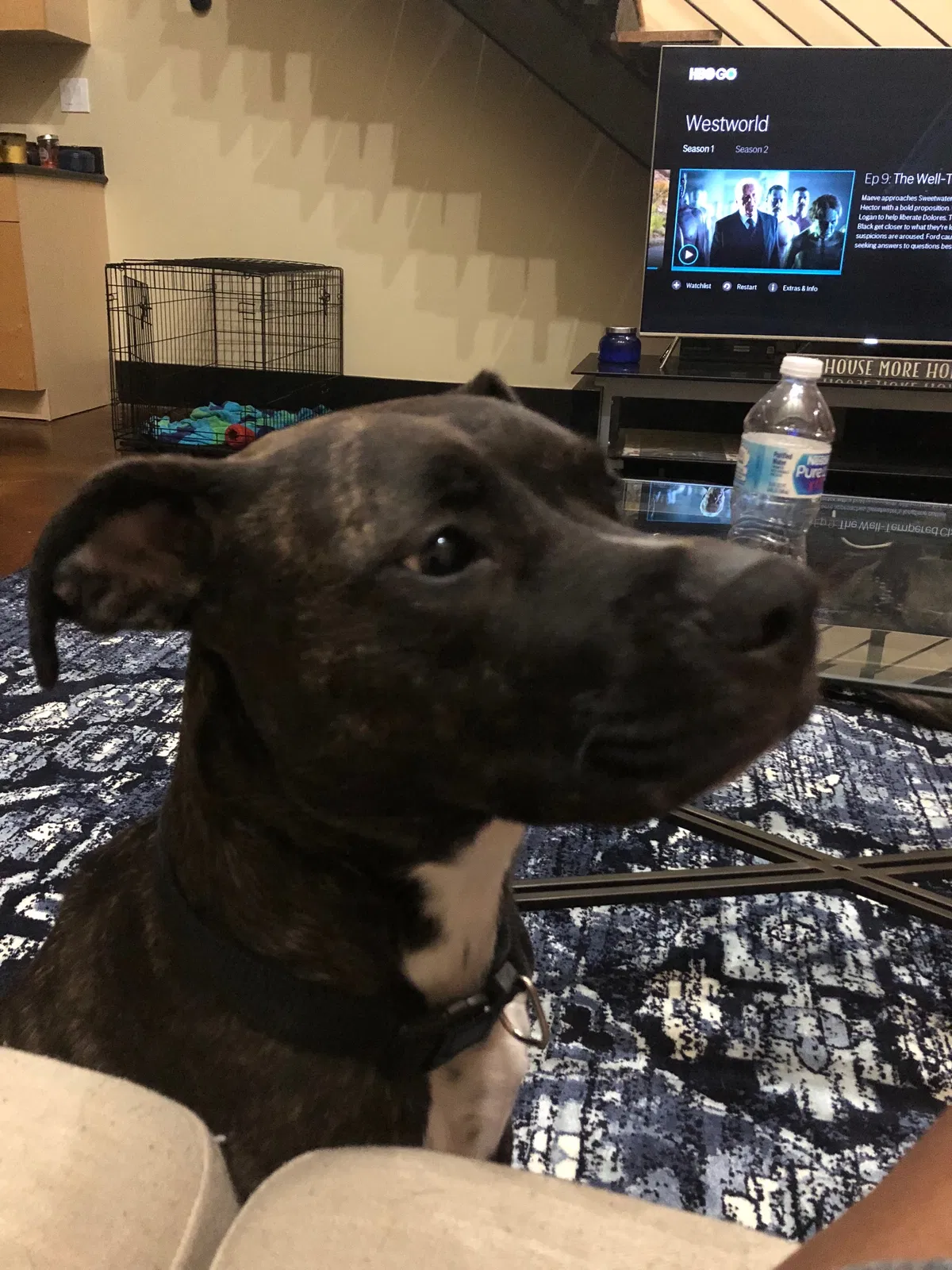 Found dog in Marietta, GA, 30060