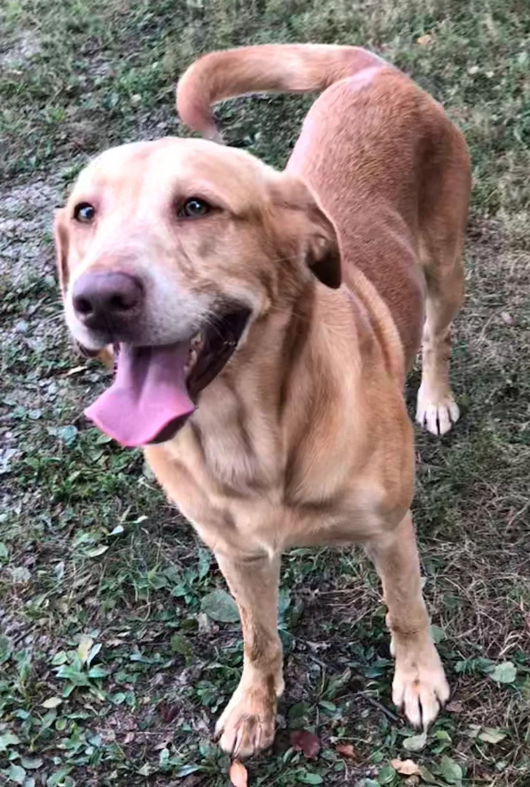 Found dog in Madisonville, KY, 42431