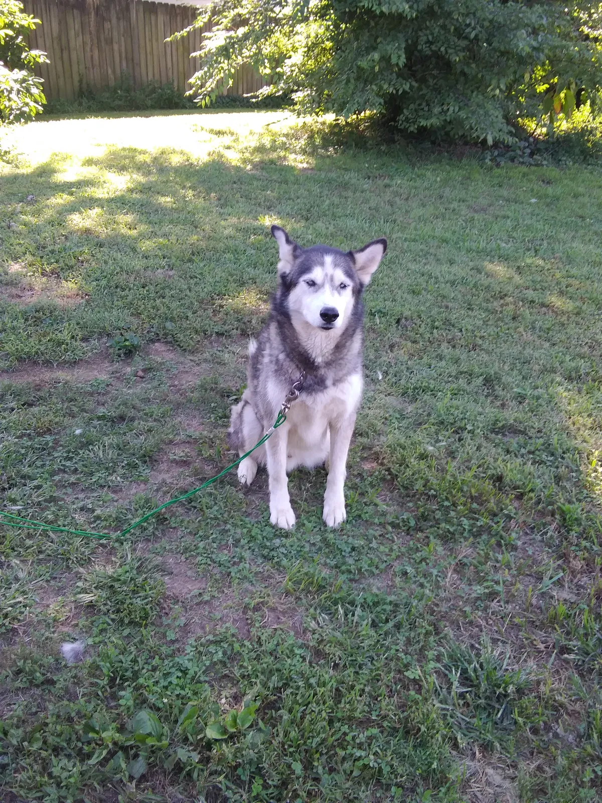 Found dog in Owensboro, KY, 42303