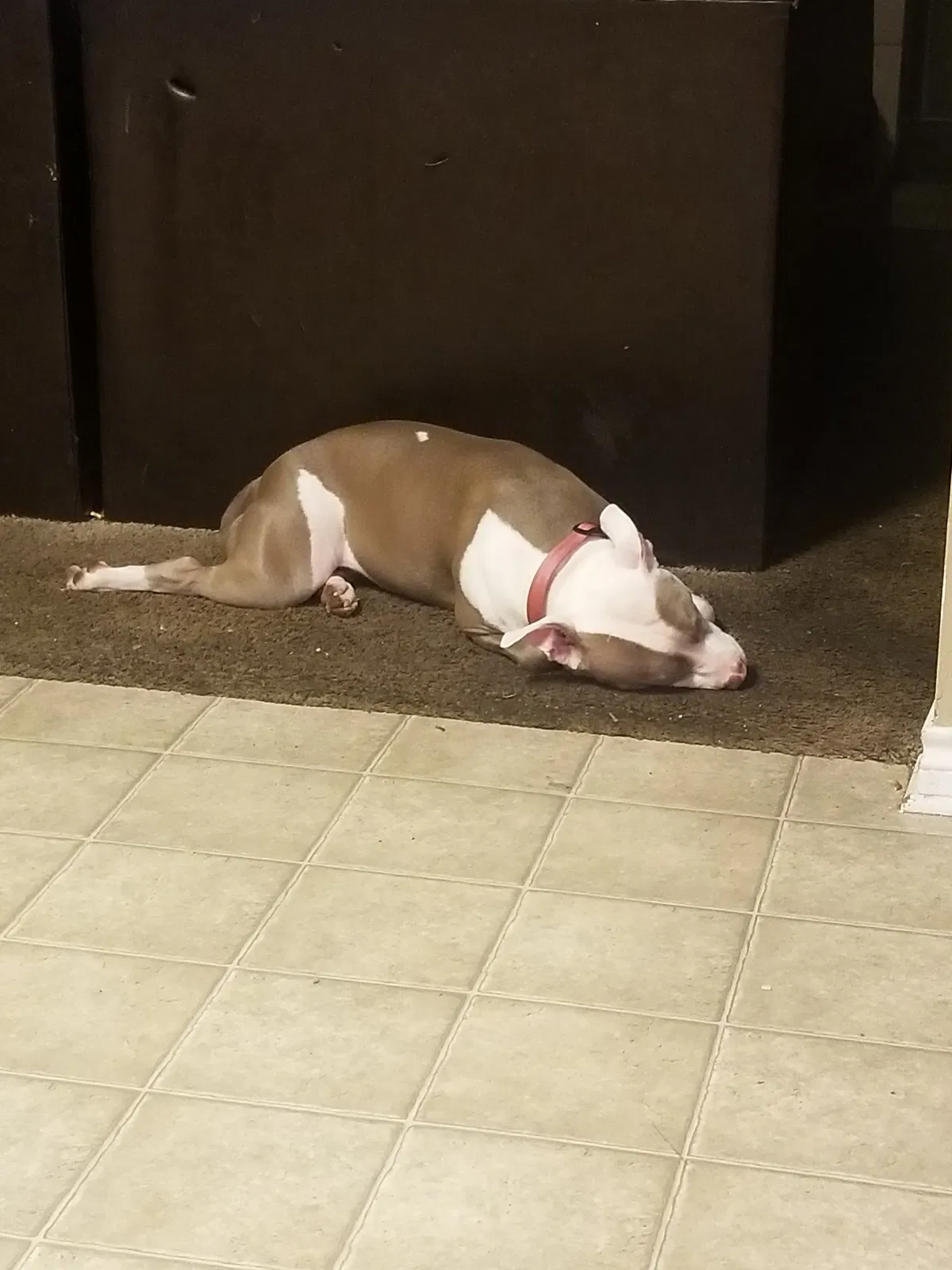 Found dog in Longview, TX, 75604