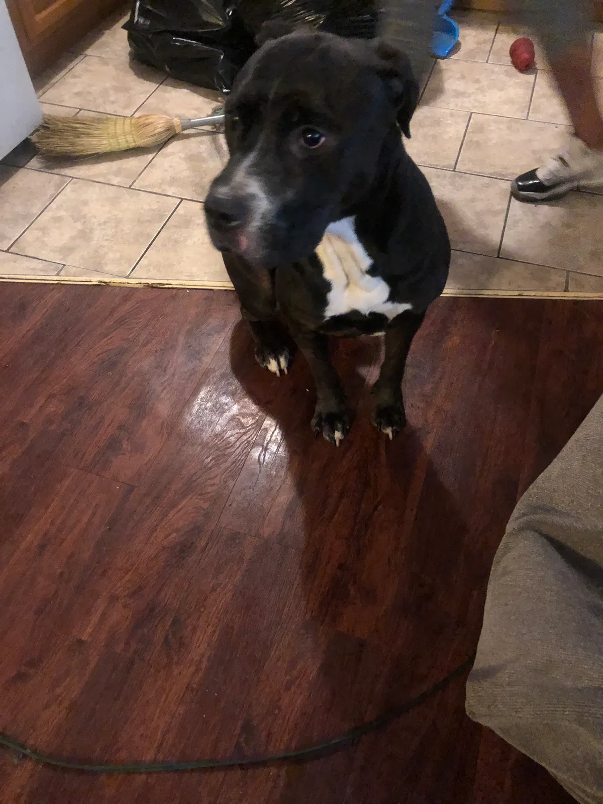 Found dog in East Orange, NJ, 7018