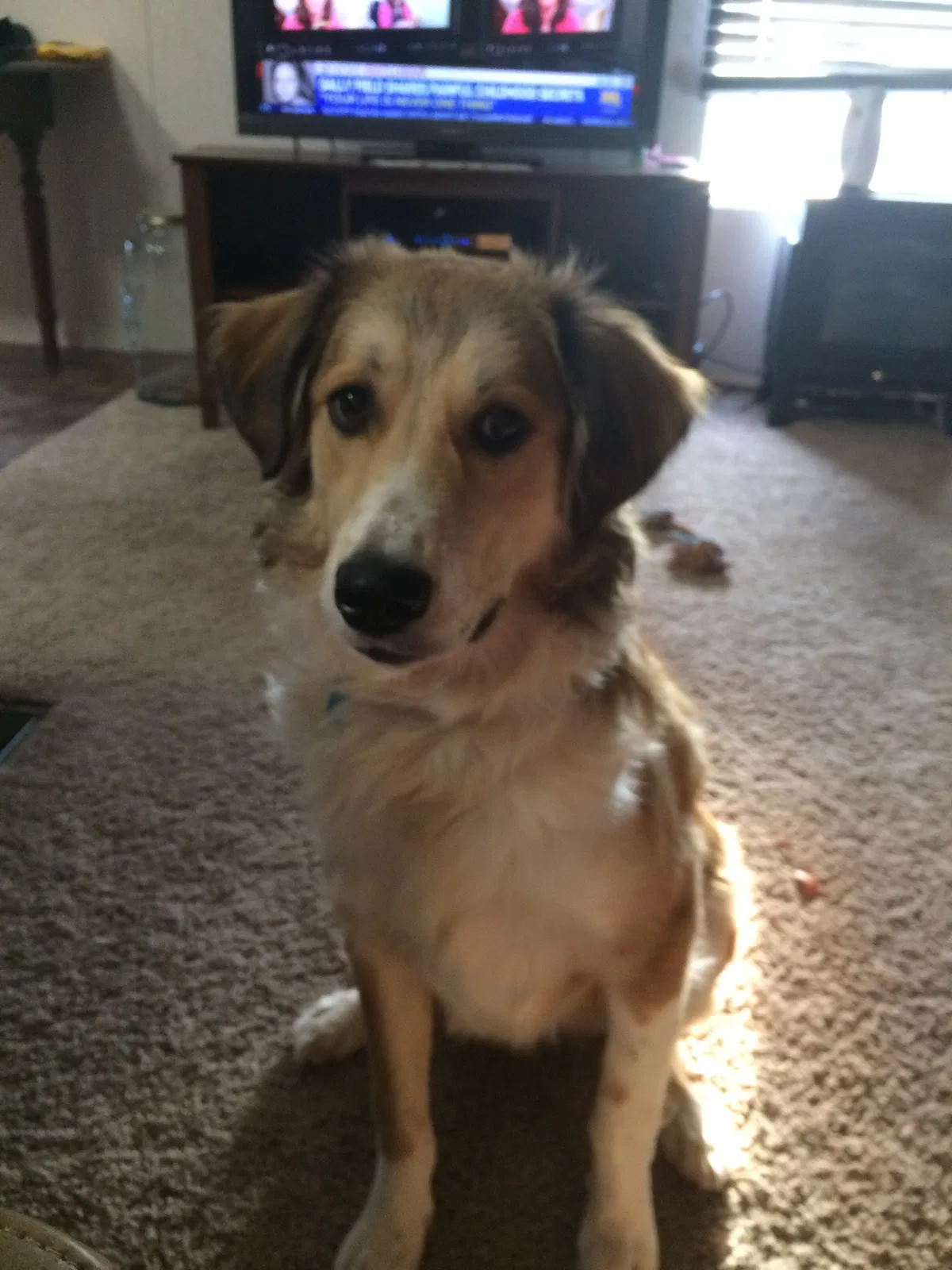 Found dog in Blanchard, OK, 73010