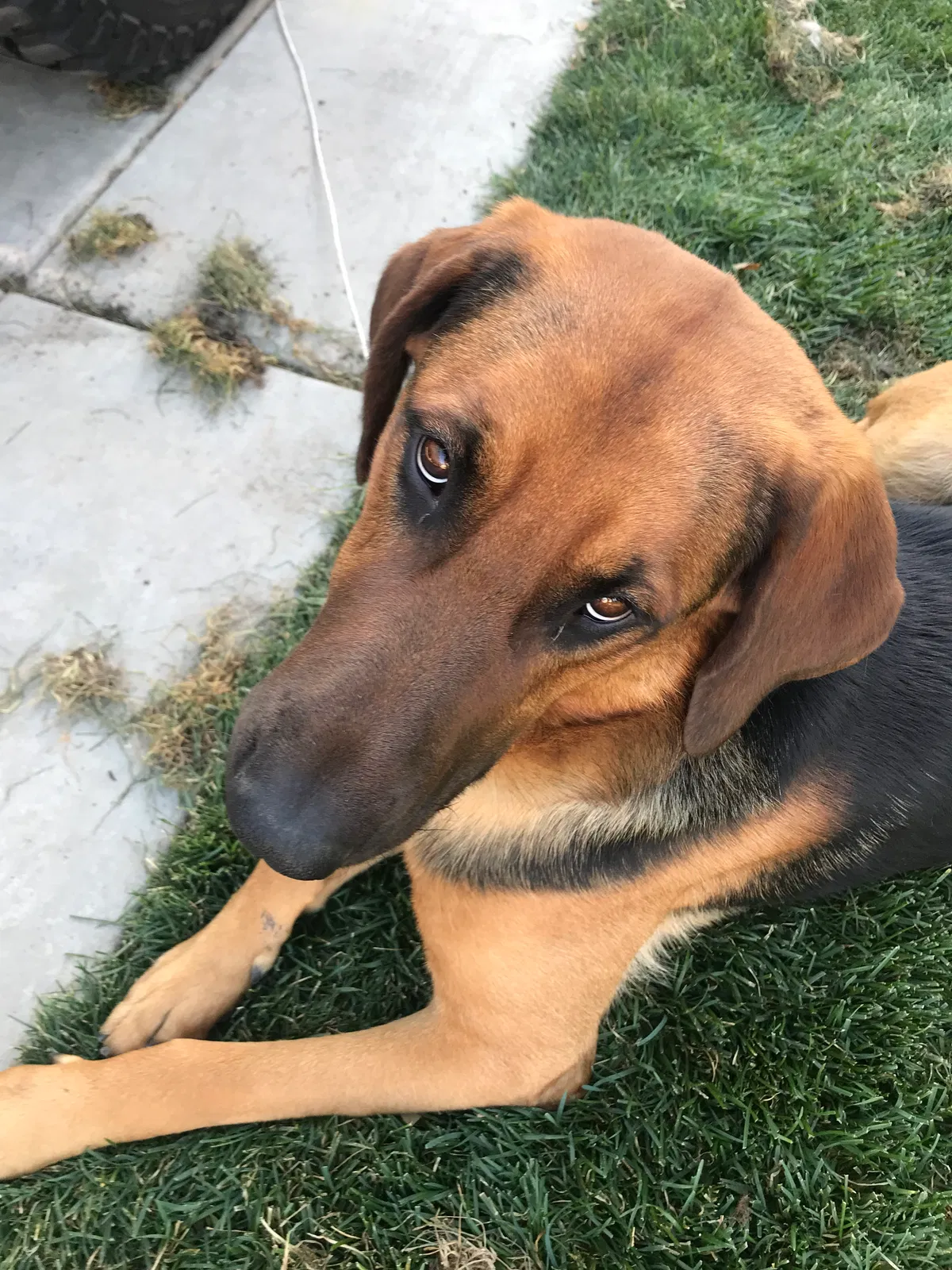 Found dog in Morgan, UT, 84050