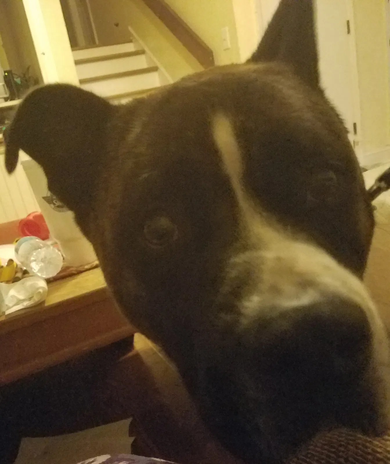 Found dog in Marietta, GA, 30064